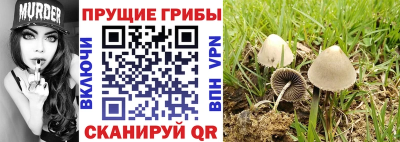 blacksprut онион  Сенгилей  Галлюциногенные грибы Magic Shrooms 